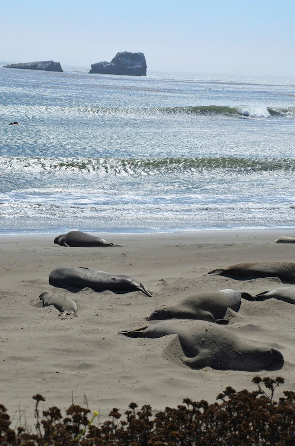 Elephant seals lounging on the beach.