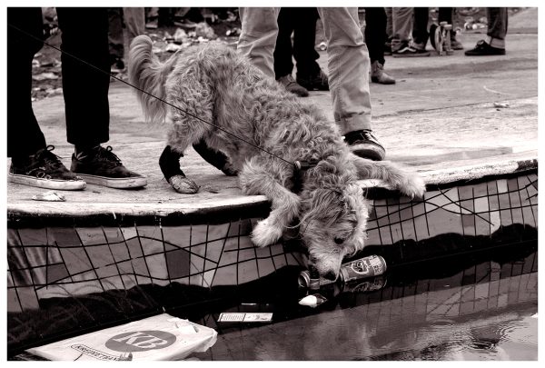 The name of the dog is Sumo, he's half human/half dog/half crazy. Searching for water instead of beers, smart dog!