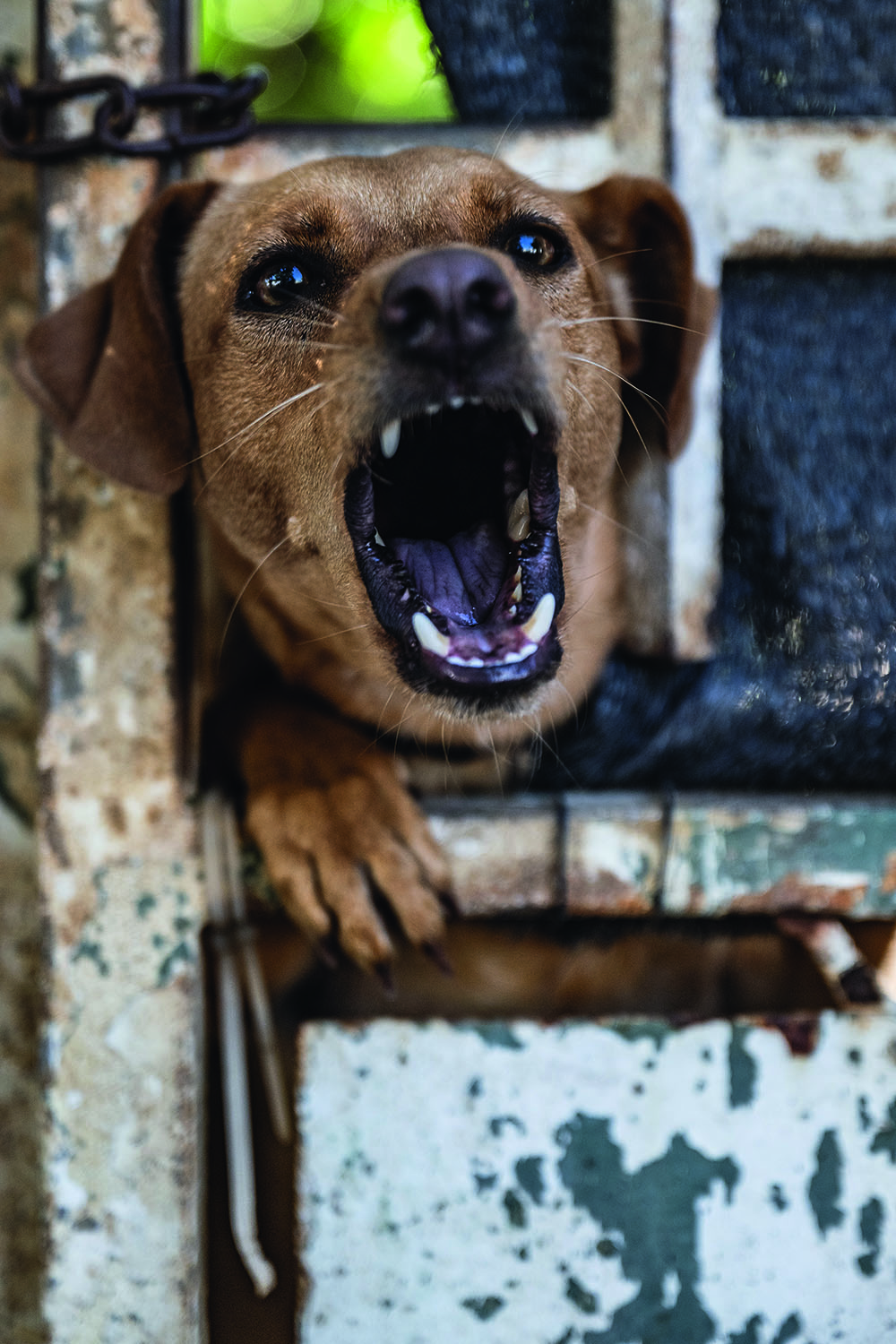 ANTIZ_dogbark_LB